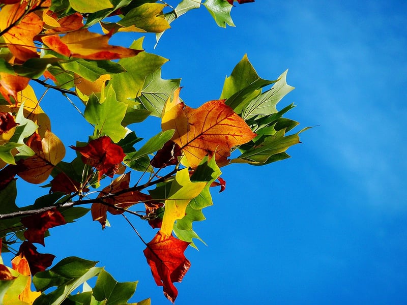 Fall Season