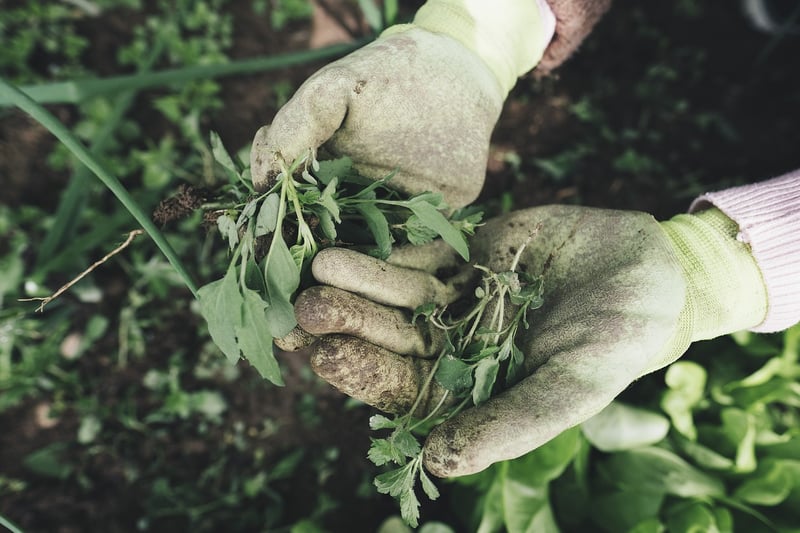 Collective Garden Image