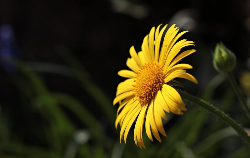 Summer Garden