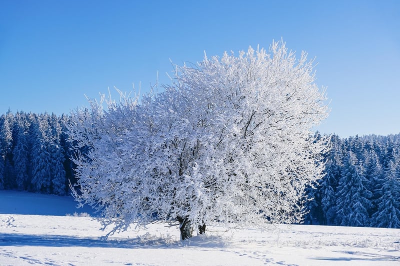 Winter Landscape